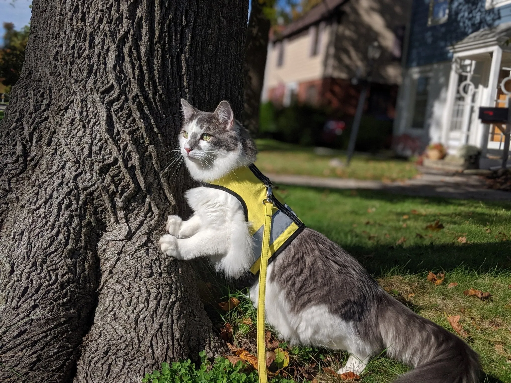 Custom Kitty Holster Reflective Safety Vest (Made in USA)