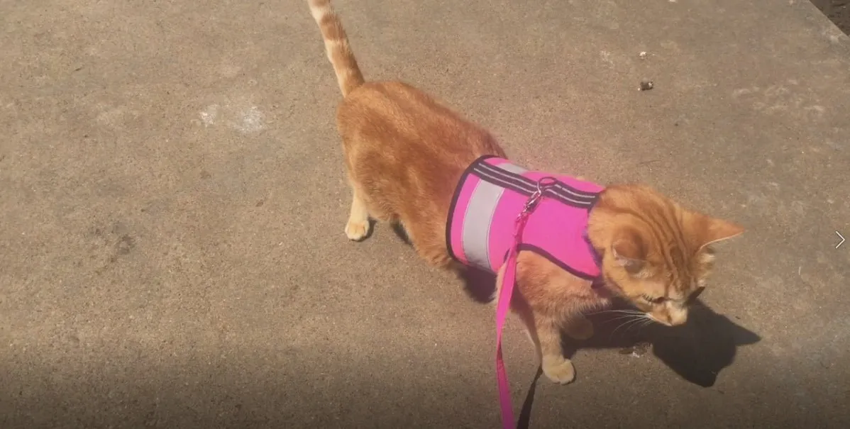 Custom Kitty Holster Reflective Safety Vest (Made in USA)