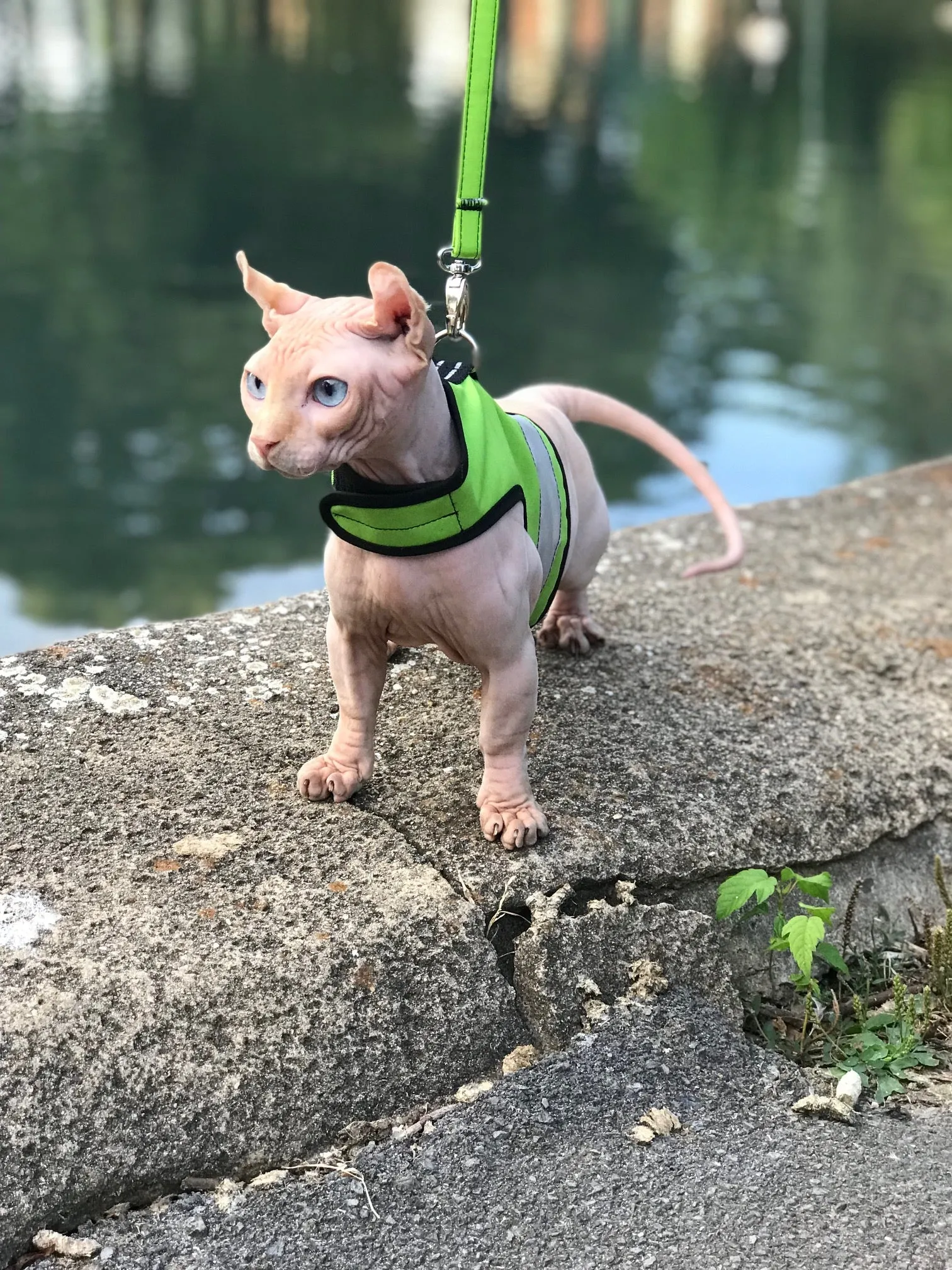 Custom Kitty Holster Reflective Safety Vest (Made in USA)