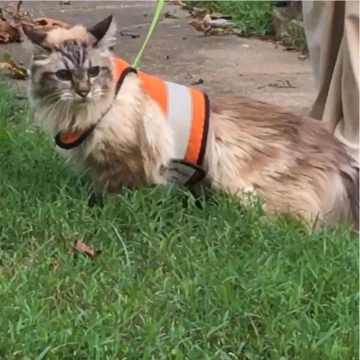 Custom Kitty Holster Reflective Safety Vest (Made in USA)