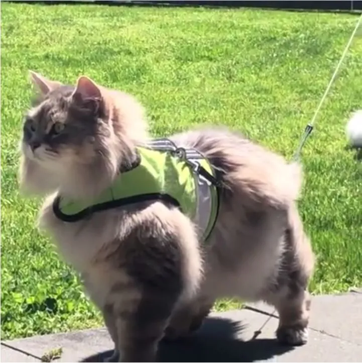 Custom Kitty Holster Reflective Safety Vest (Made in USA)