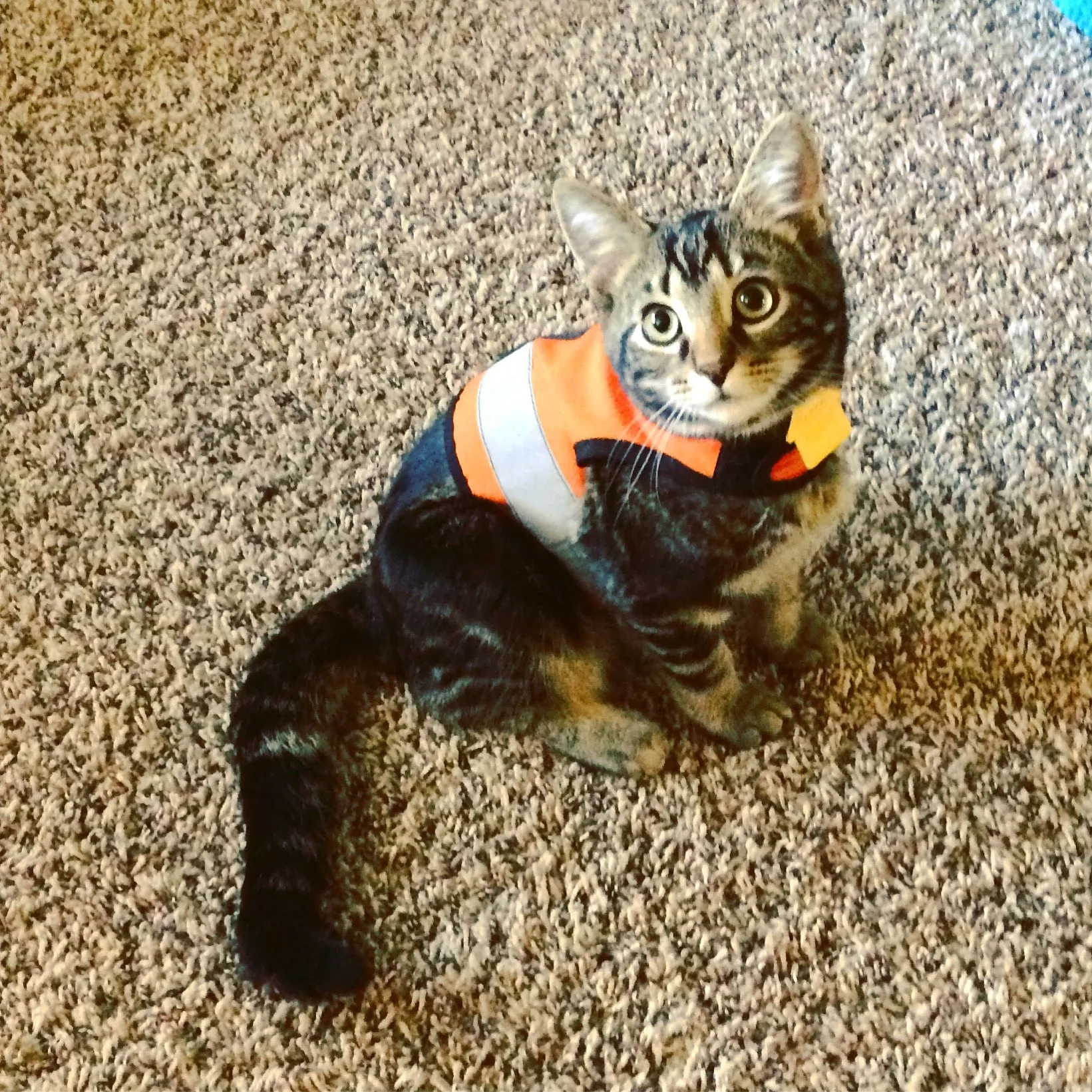 Custom Kitty Holster Reflective Safety Vest (Made in USA)