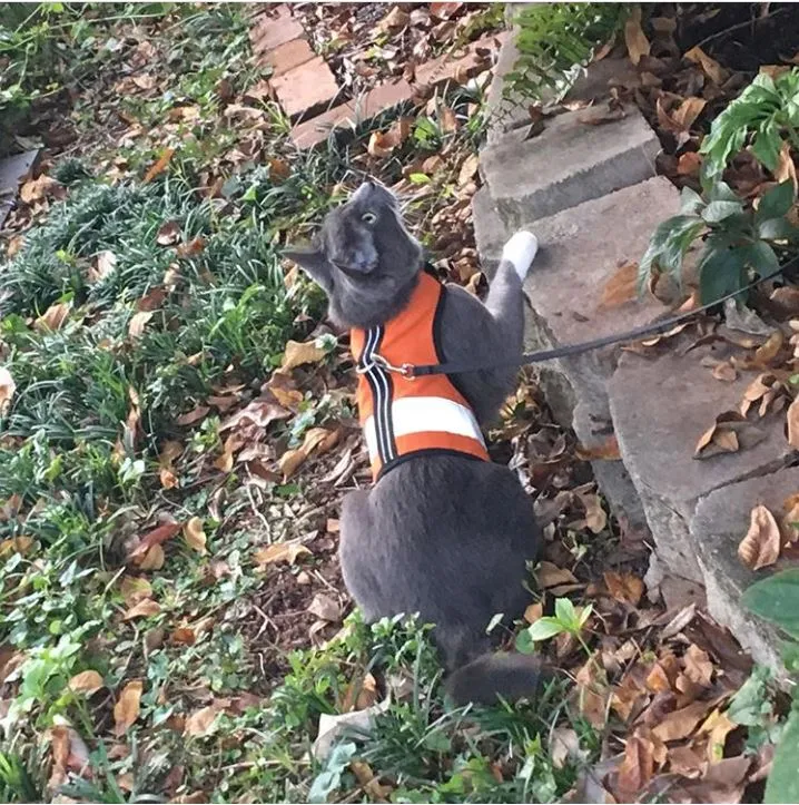 Custom Kitty Holster Reflective Safety Vest (Made in USA)