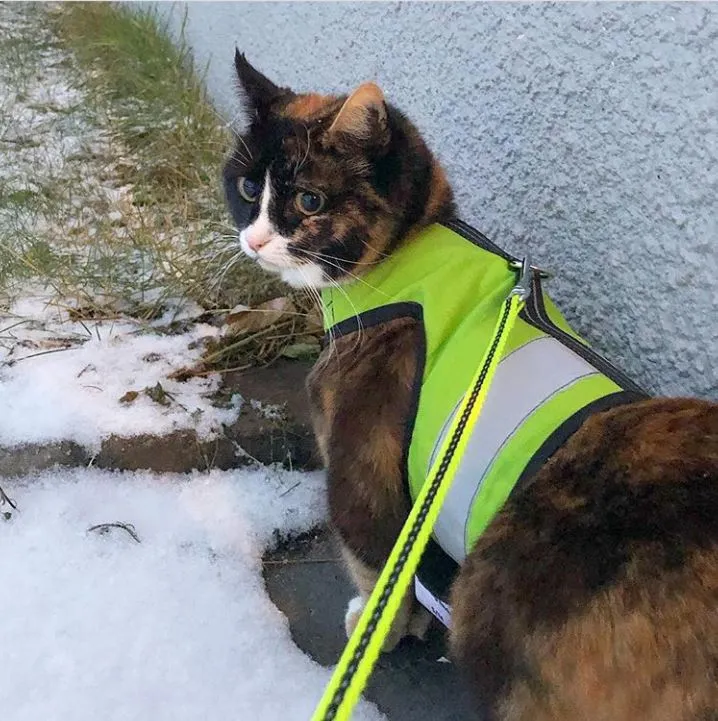 Custom Kitty Holster Reflective Safety Vest (Made in USA)