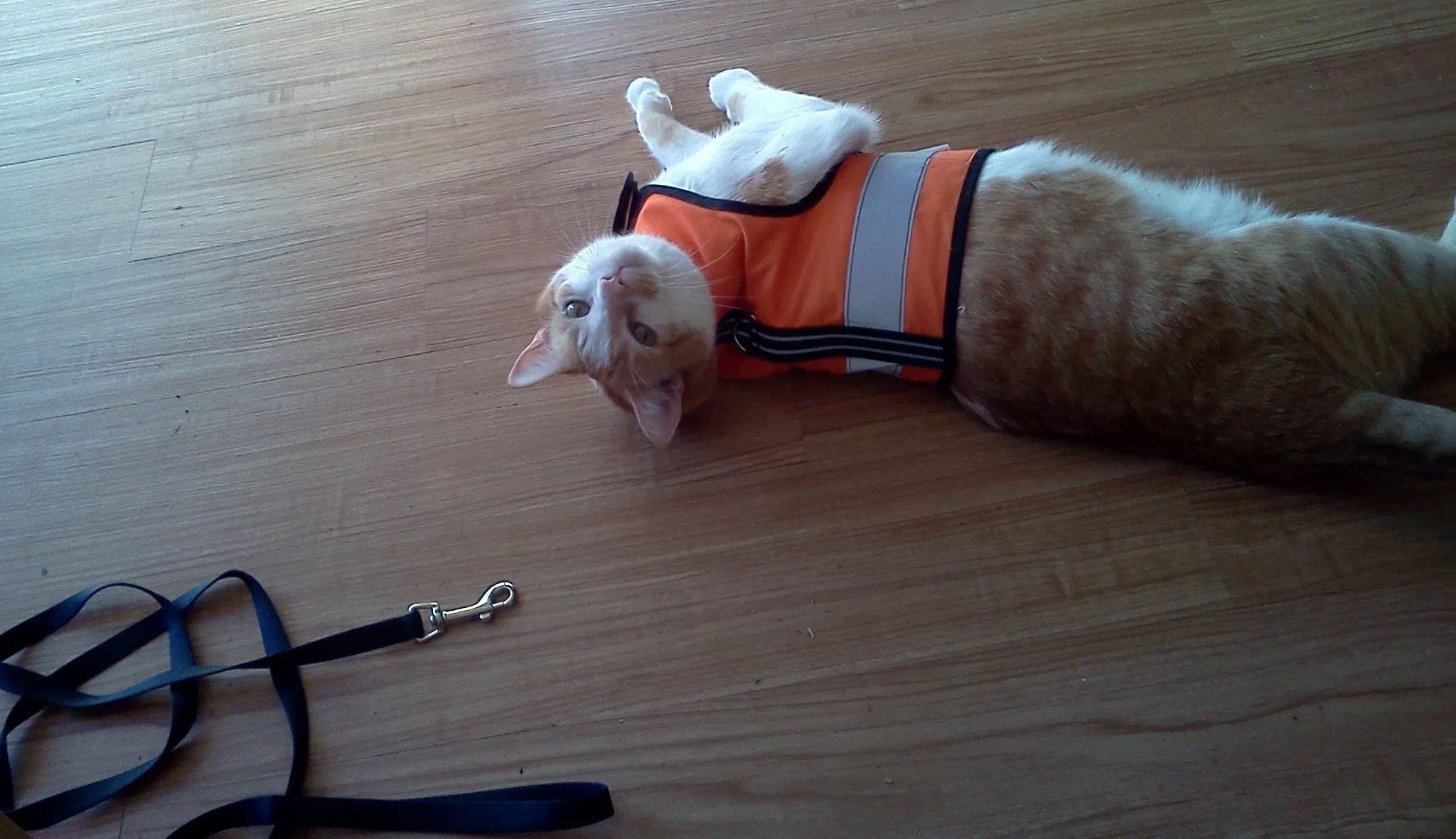 Custom Kitty Holster Reflective Safety Vest (Made in USA)