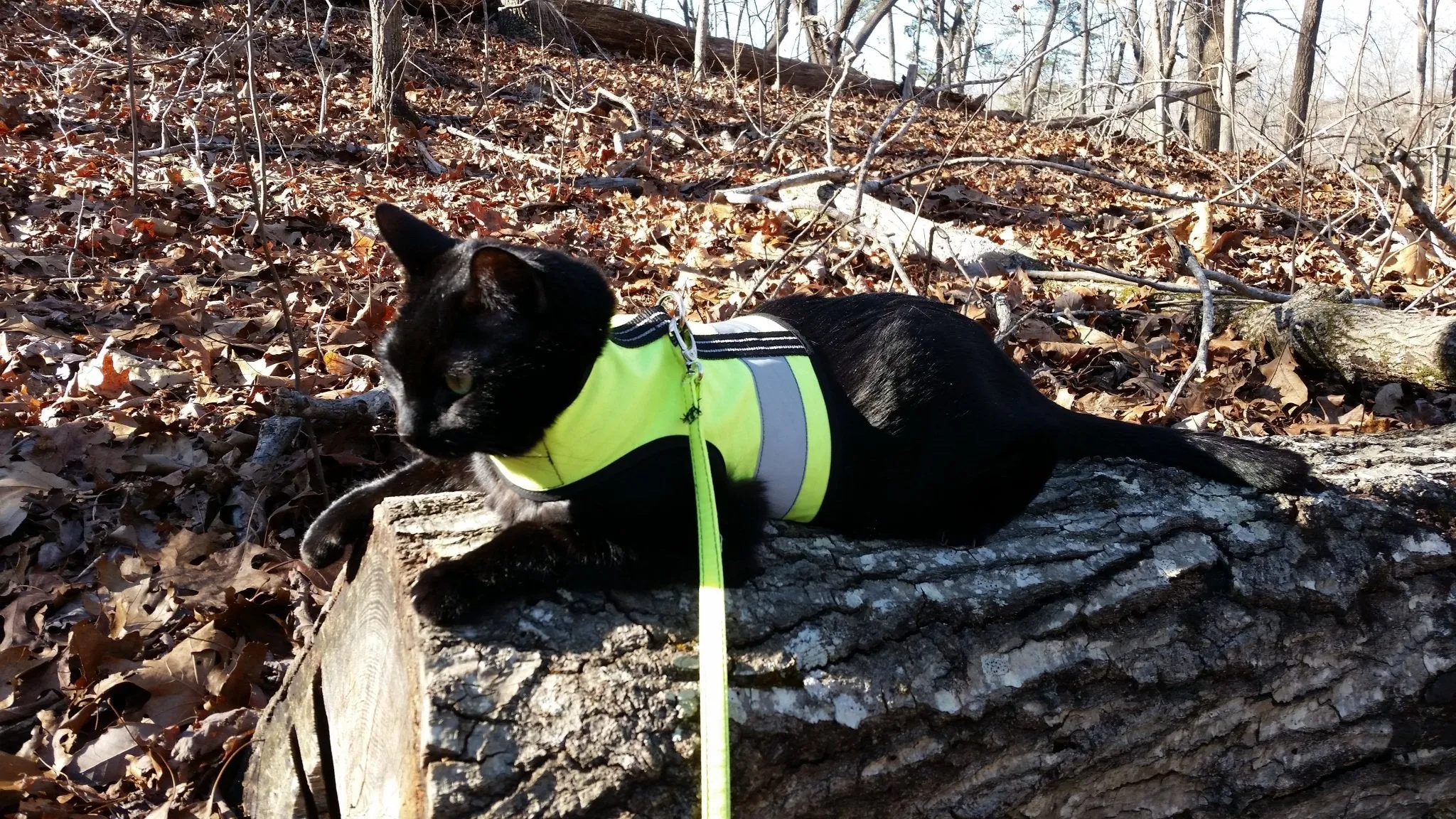 Custom Kitty Holster Reflective Safety Vest (Made in USA)