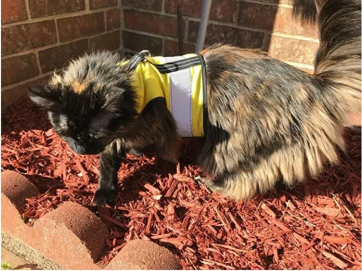 Custom Kitty Holster Reflective Safety Vest (Made in USA)