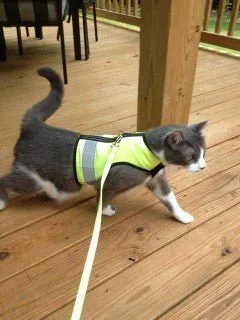 Custom Kitty Holster Reflective Safety Vest (Made in USA)