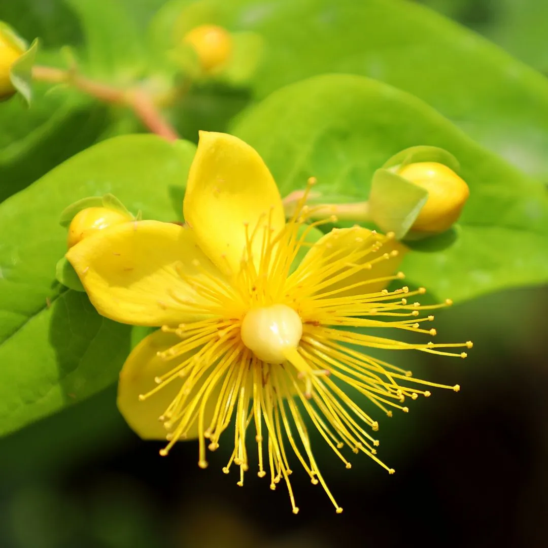 Hypericum Red Fame