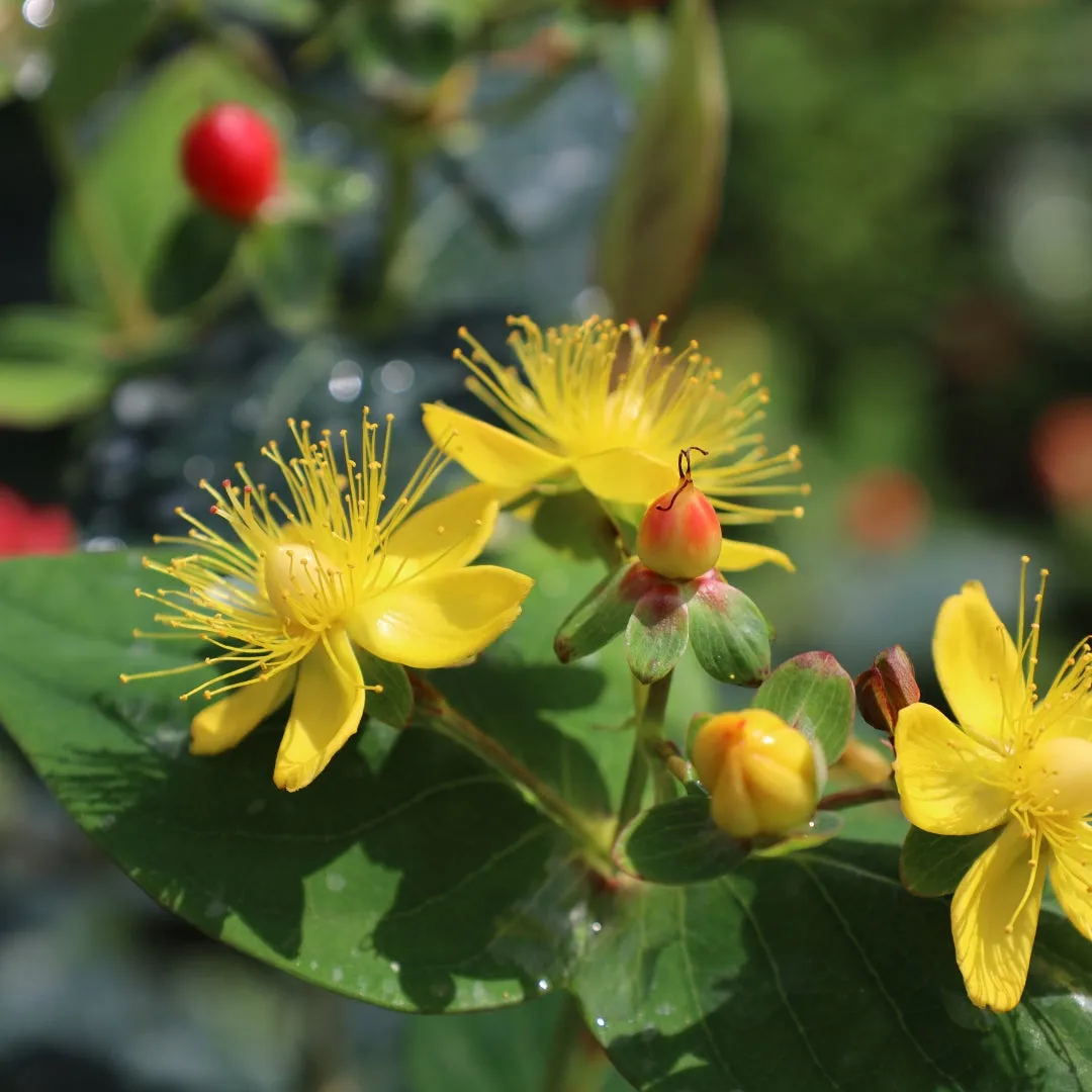 Hypericum Red Fame